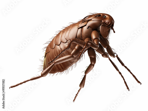 medically accurate illustration of a flea