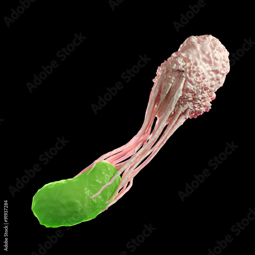 medically accurate illustration of a white blood cell engulfing a bacteria photo