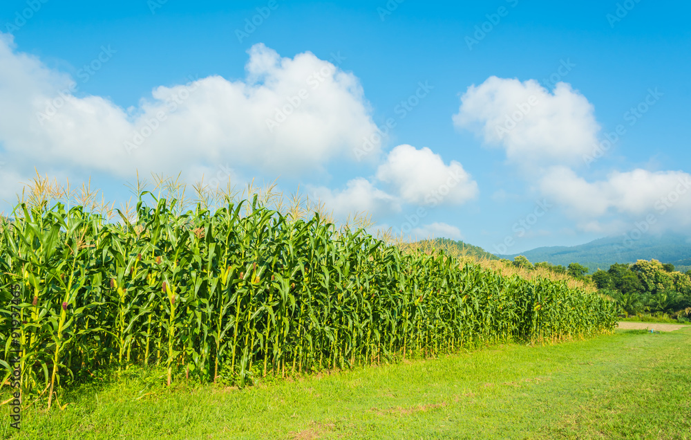 corn field