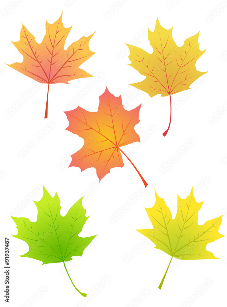 maple autumn leaves maple autumn leaves