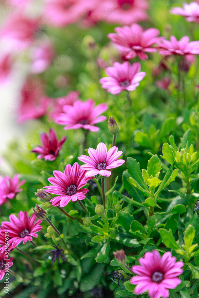 Pink daisy in the park Pink daisy in the park