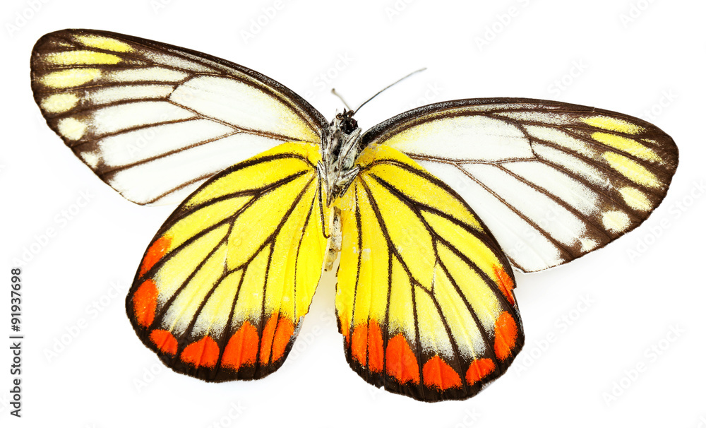Colorful butterfly isolated on white Colorful butterfly isolated on white