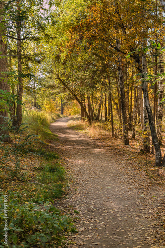 forest trail