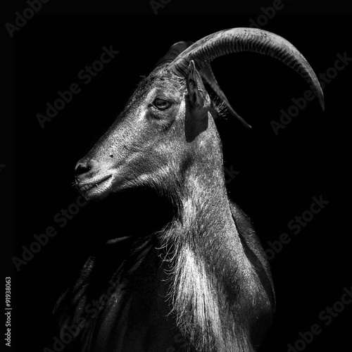 Portrait of ibex
