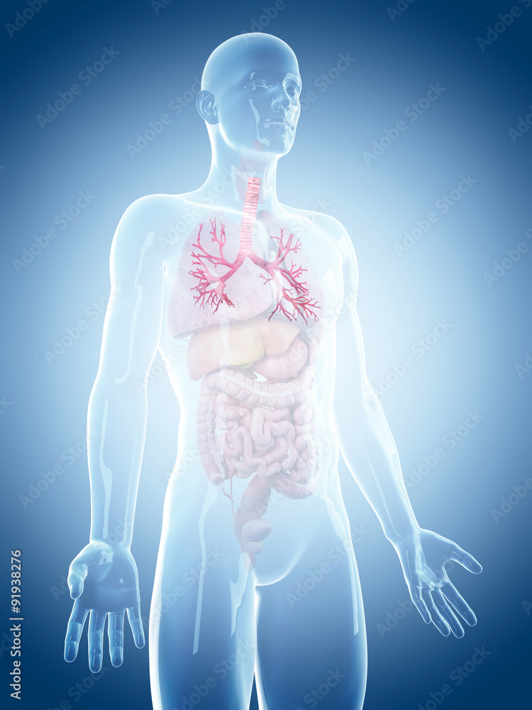 medically accurate illustration of the bronchi medically accurate illustration of the bronchi