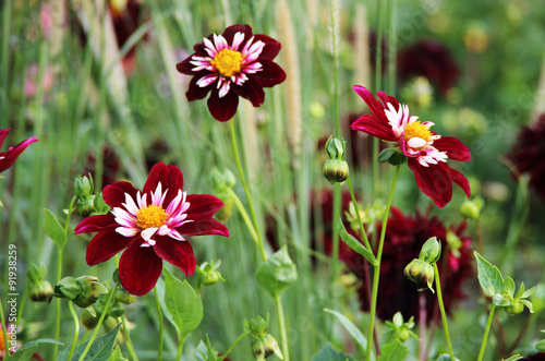 Fototapeta Naklejka Na Ścianę i Meble -  Blumenwiese