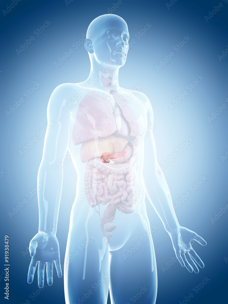 medically accurate illustration of the pancreas medically accurate illustration of the pancreas