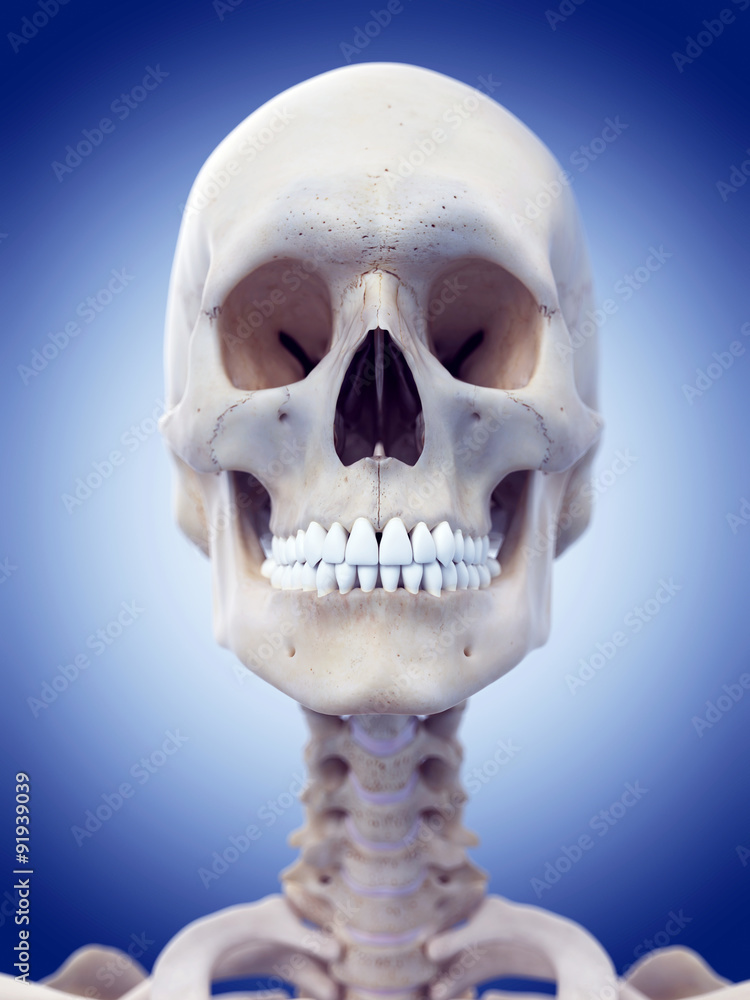 medically accurate illustration of the skull and neck medically accurate illustration of the skull and neck