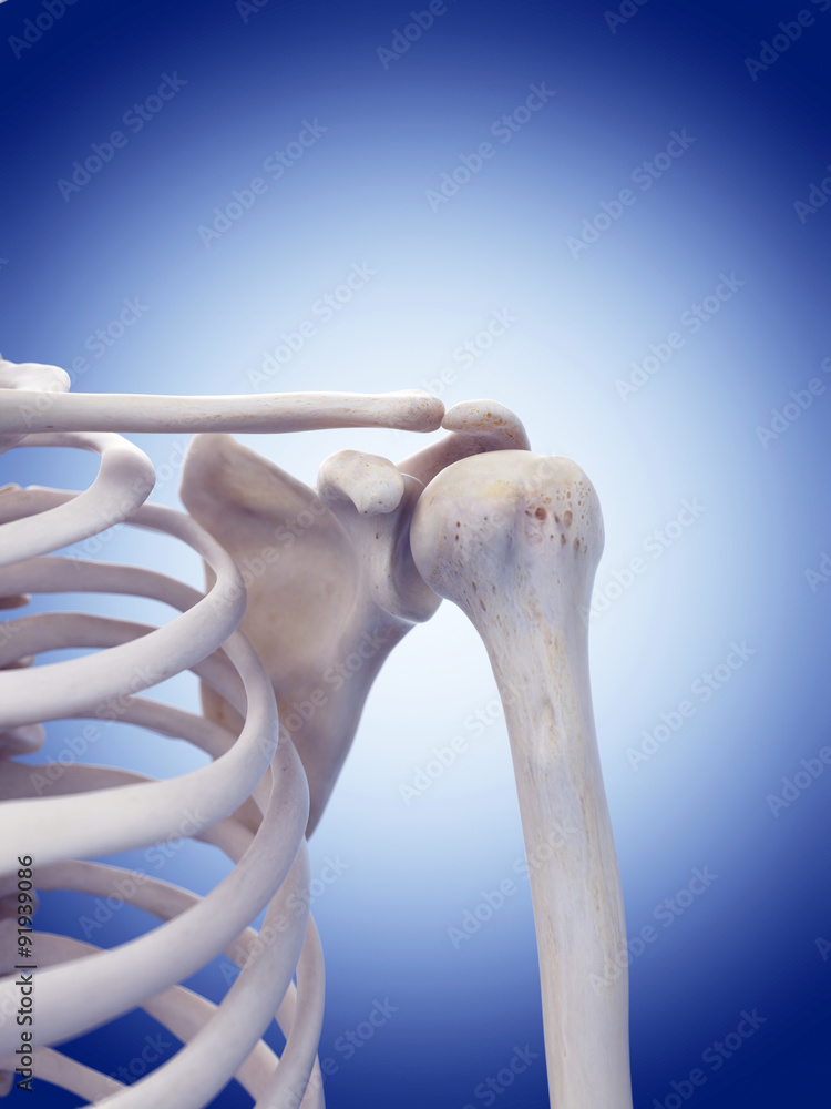 medically accurate illustration of the shoulder medically accurate illustration of the shoulder
