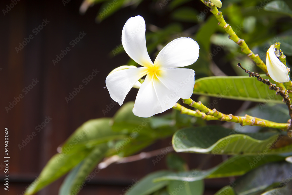Obraz premium Plumeria Flower