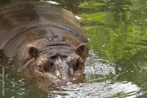 713 - hippopotamus