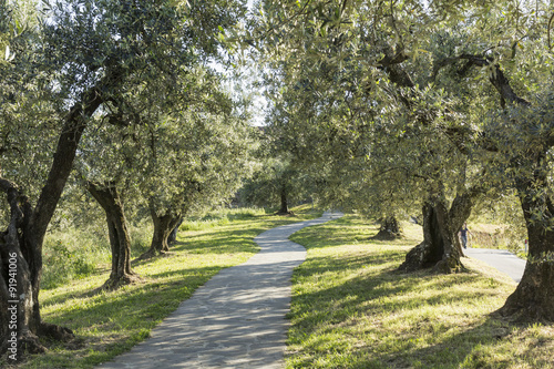 Anchiano, district of Vinci, landscape with olive trees, Tuscany, Italy