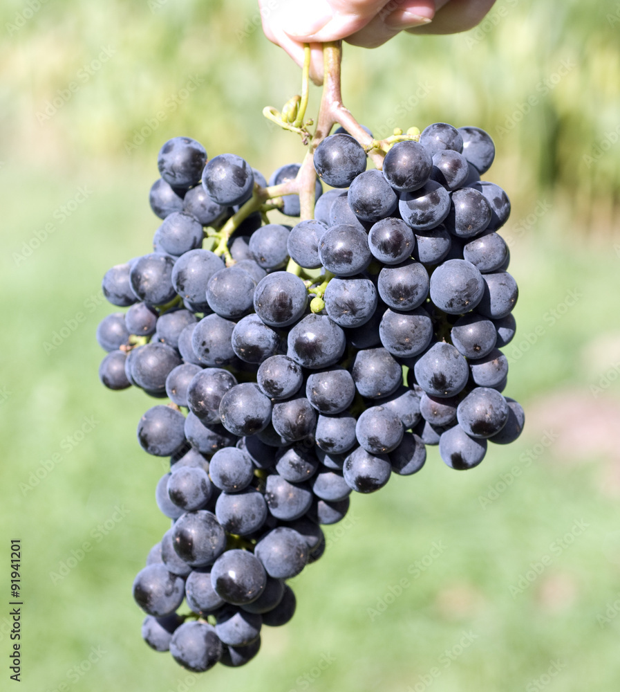 Merlot, Rotweinsorte, Merlot Noir, Bordeaux, Rotwein Merlot, Rotweinsorte, Merlot Noir, Bordeaux, Rotwein
