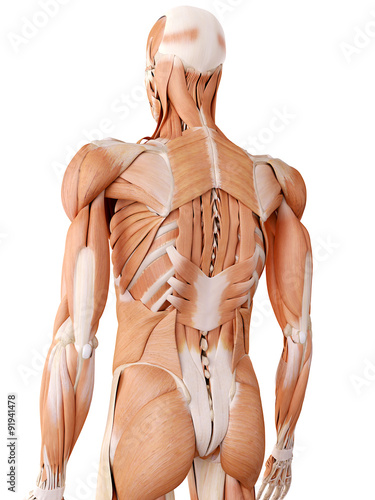 medically accurate anatomy illustration - back muscles photo