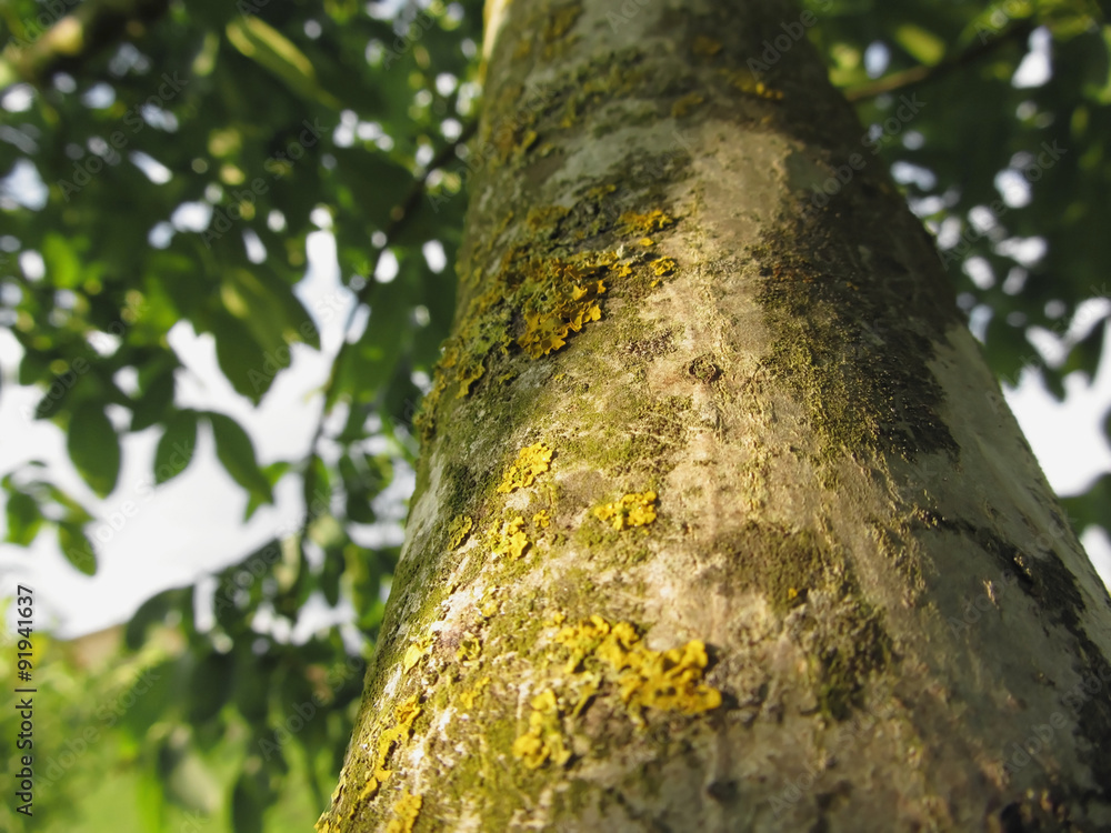 Walnut tree trunk with yellow moss fungus and lichens Walnut tree trunk with yellow moss fungus and lichens