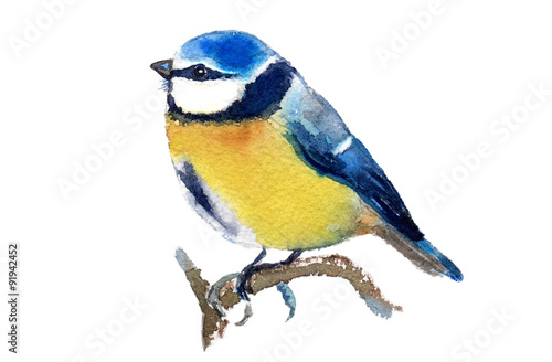 Watercolor illustration of a blue tit, isolated on white background. Original art. © tabuday