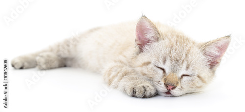Fotografie Kitten on a white background