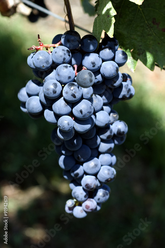 Blauer, Portugieser, alte Rotweinsorte, tempranillo photo
