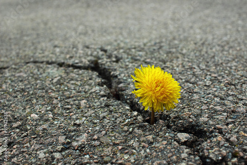 Fototapeta Naklejka Na Ścianę i Meble -  Löwenzahn im Asphalt