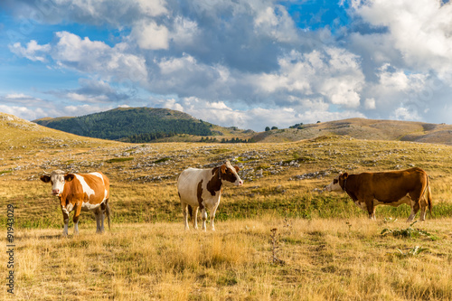 Cows grazing on the plateau in the Abruzzo (Italy)