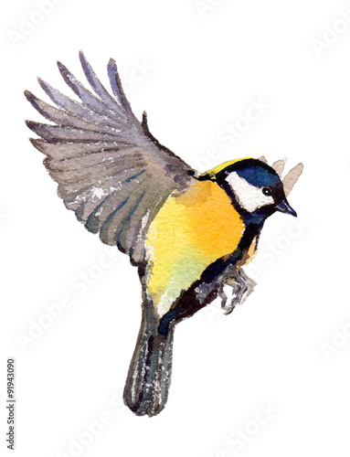 Watercolor illustration of a great tit flying, isolated on white background. Original art. © tabuday