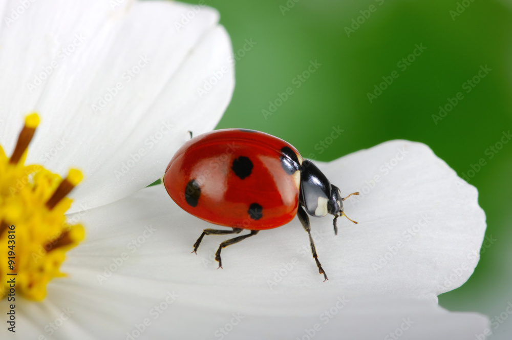 Naklejka premium Ladybug
