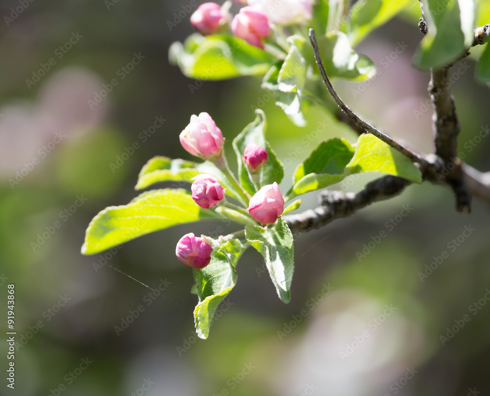 flowers on apple tree in nature flowers on apple tree in nature