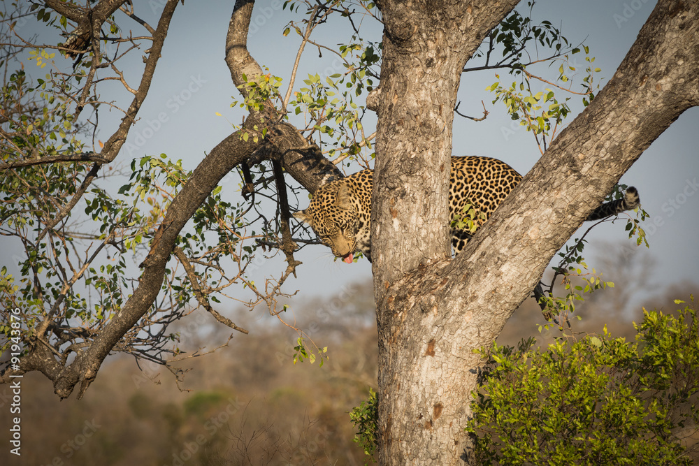 Fototapeta premium Leopard climbing down a tree