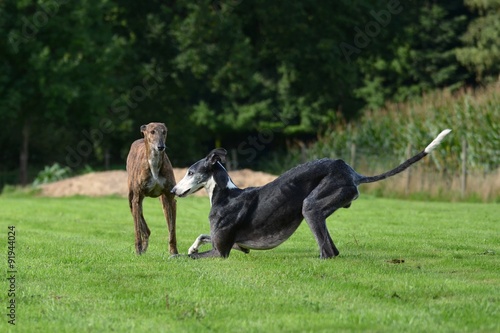 spielende Galgos