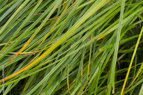 Green and yellow grass leaves background