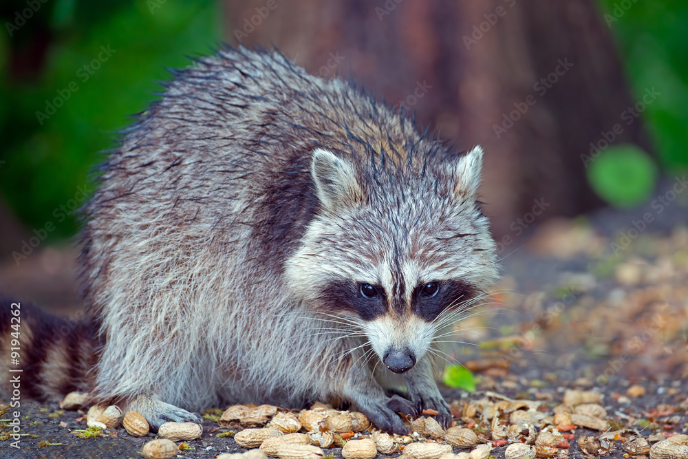 Naklejka premium Raccoon eating peanuts