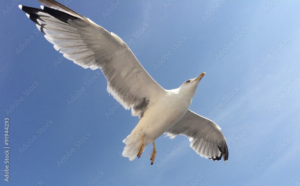seagull seagull