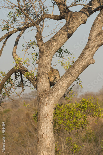 Leopard climbing down a tree