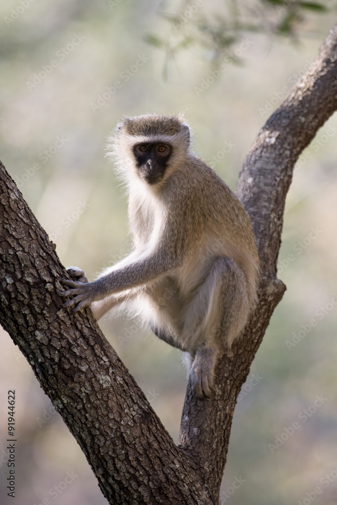 Obraz premium vervet monkey in a tree