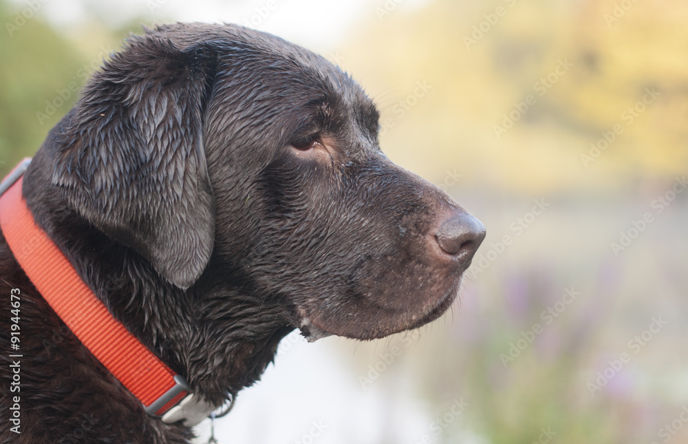labrador labrador