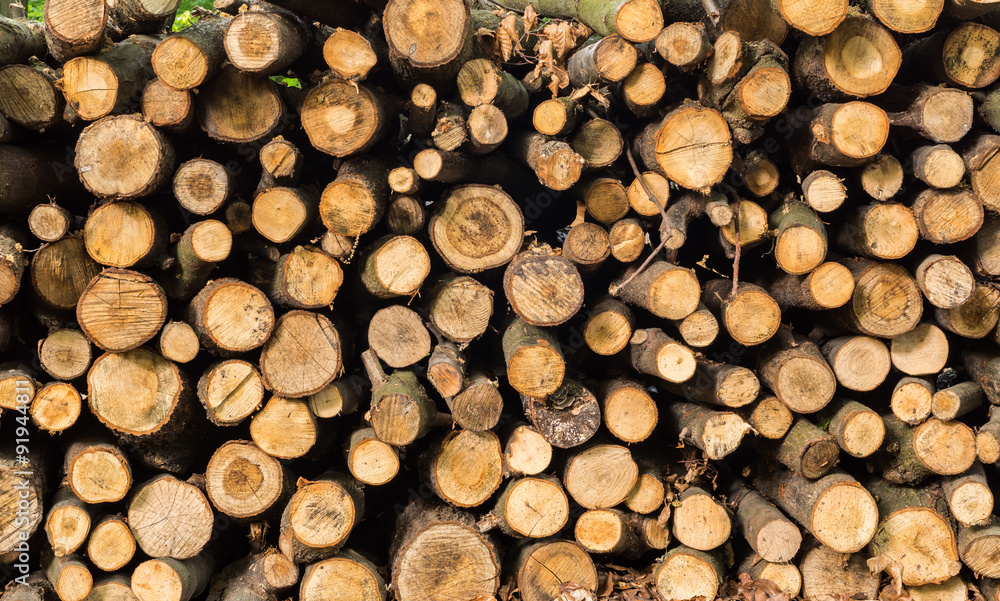Pile of wood trunks stored in the forest Pile of wood trunks stored in the forest