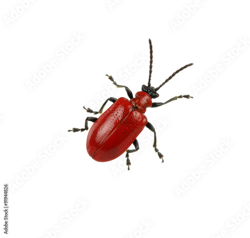 red beetle