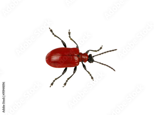 red beetle