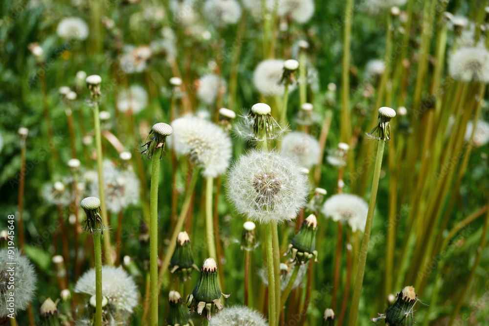 dandelions summer, pollen
