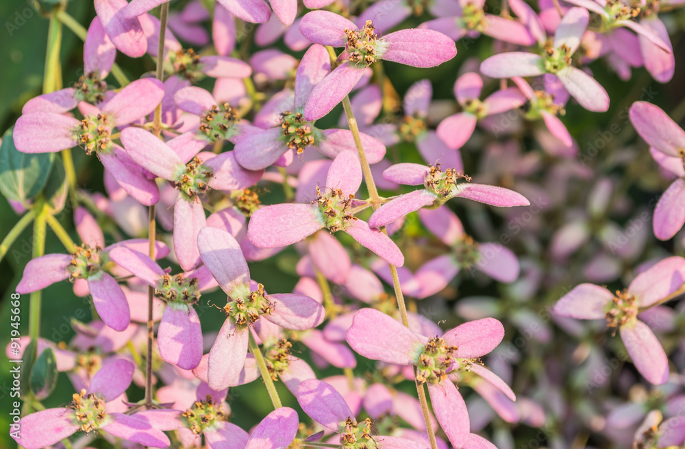 Obraz premium Shower Orchid