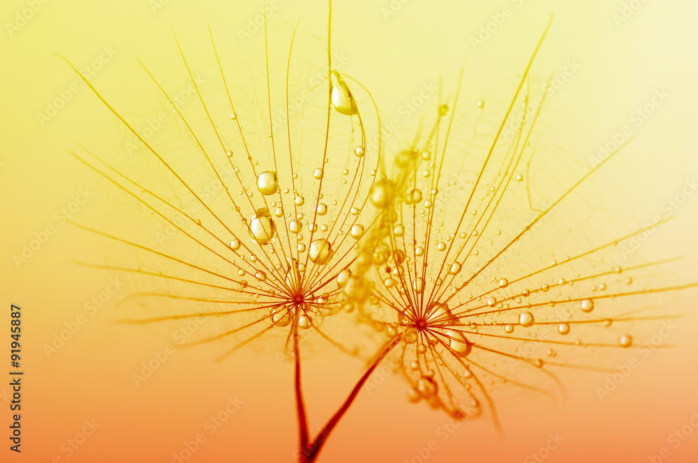 Obraz premium dandelion