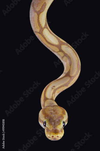 Ball python (Python regius)