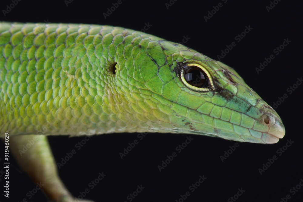 Emerald skink (Lamprophis smaragdina) Emerald skink (Lamprophis smaragdina)