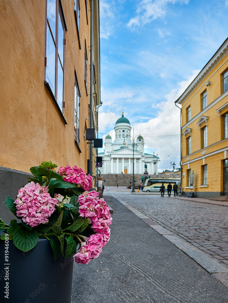 Flower close up Helsinki senate square