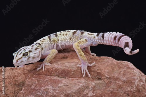 Iranian fat tailed gecko (Eublepharis angramainyu)
