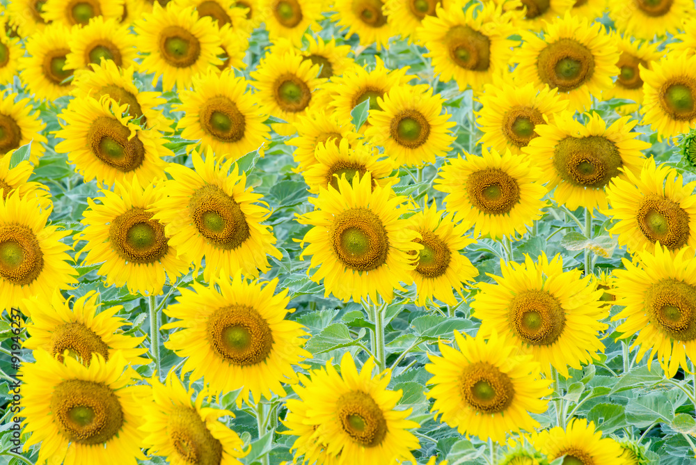 a lot of sunflower in sunflower field a lot of sunflower in sunflower field