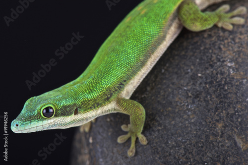 Mayotte day gecko (Phelsuma nigristriata)