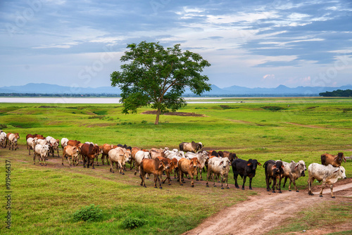 Wallpaper Mural Cows grazing and walking on a green lush meadow Torontodigital.ca