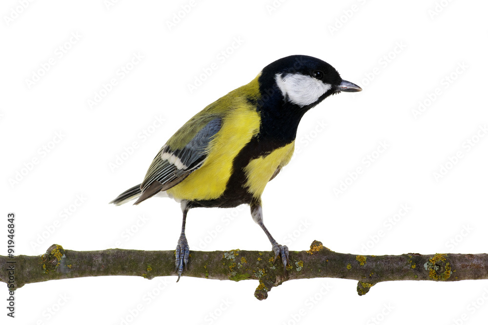 Obraz premium great tit