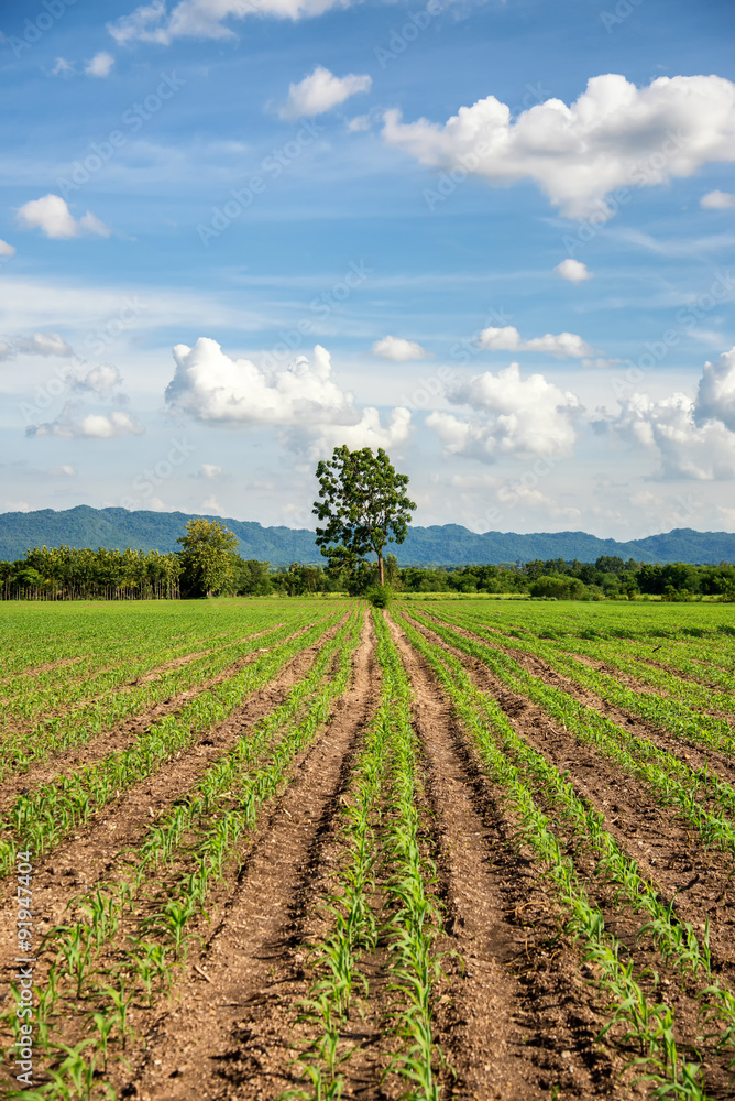 row of plant way to tree with blue sky and cloudy day